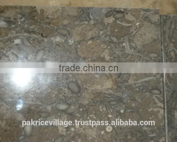 Fossil Marble photo-2