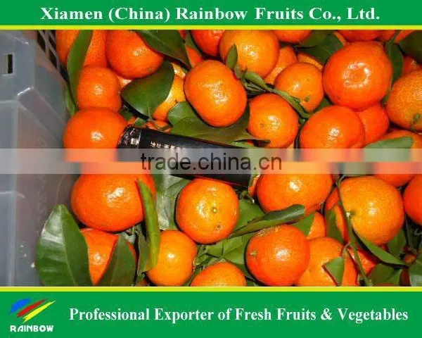 Shatang Mandarin photo-3