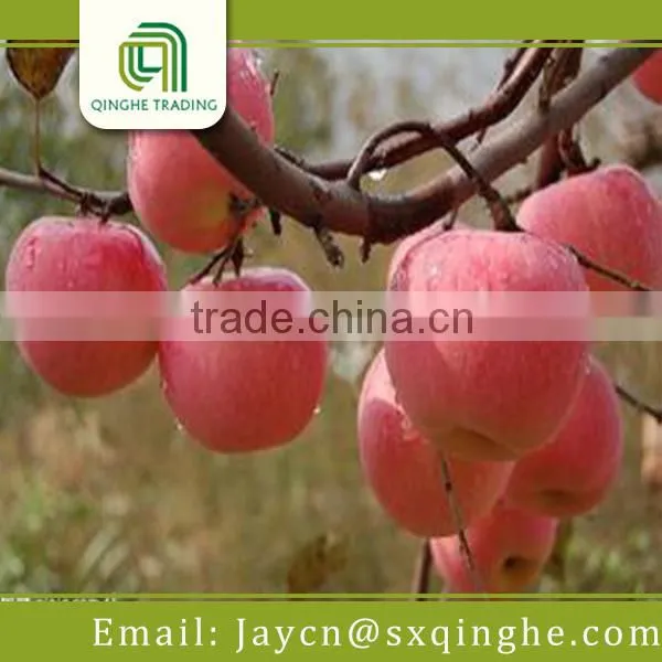 Fruit Price, China Fuji Apple photo-3