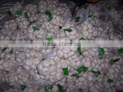 Common Cultivation Liliaceous Vegetables Fresh Garlic With High Quality photo-6
