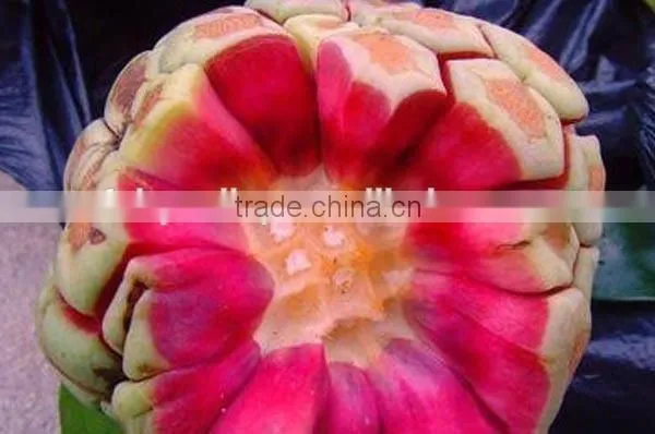 New Product Kadsura Coccinea Seeds Hei Lao Hu Seeds For Growing photo-6