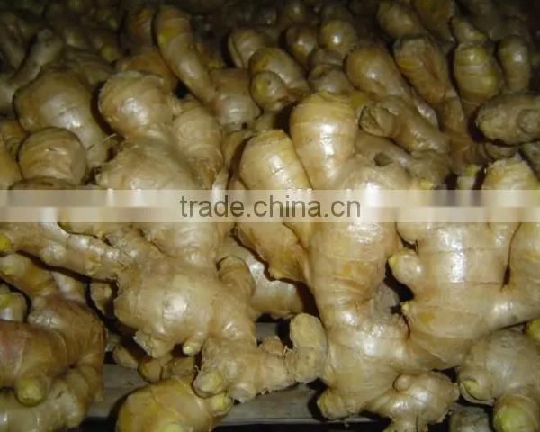 Fresh Washed Ginger photo-3
