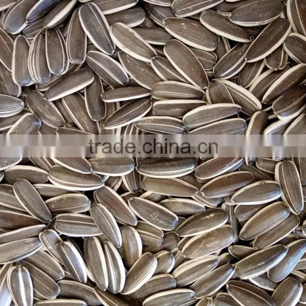 Large Size Sunflower Seeds From Inner Mongolia photo-3