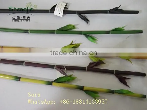 Indoor Foliage, Dracaena Sanderiana,Lucky Bamboo photo-2