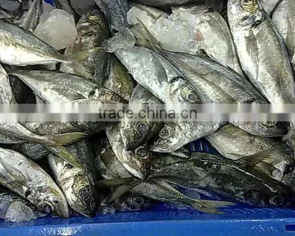 Horse Mackerel .