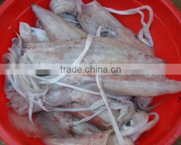 Squid Semi Needle photo-3