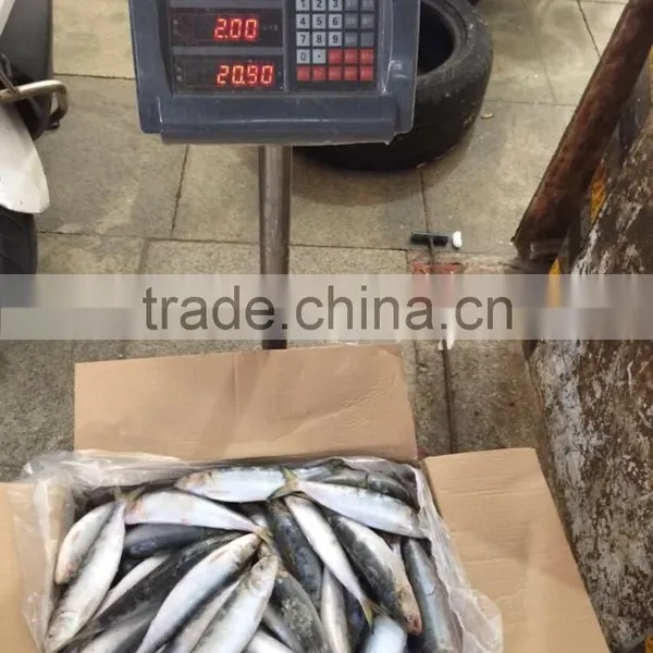 Sardine photo-6