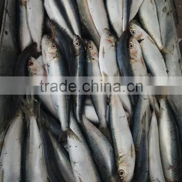 FROZEN WHOLE ROUND SARDINE SEAFOOD FOR SALE photo-4