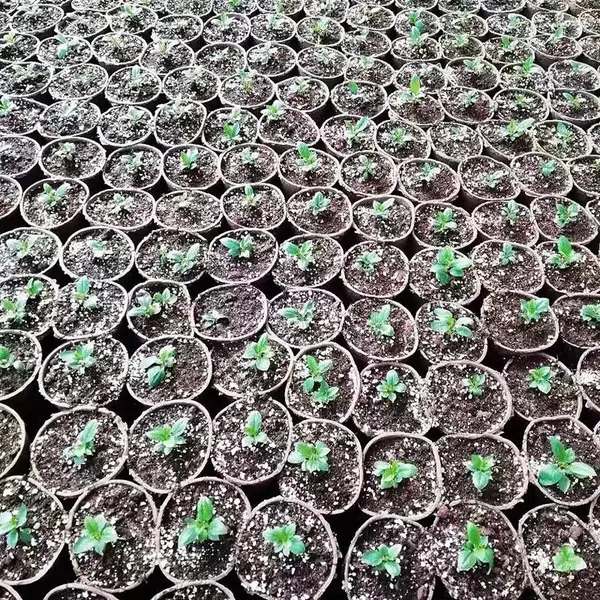 Semi-Automatic Paper Pulp Seedling Tray, 40 Cells,72 Cell Molded Fiber,degradable photo-2