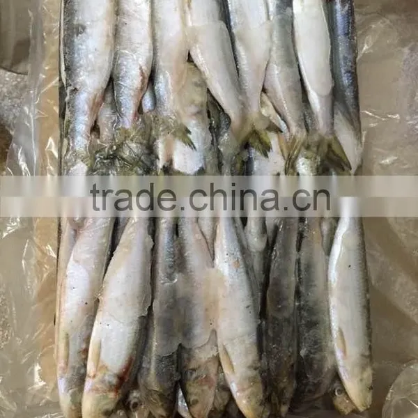 2015 Frozen Sardine wr for Fishing Bait 90-120pcs/ctn photo-2