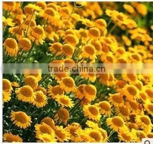 Golden Camomile , Anthemis Tinctoria Linn.,flower Seed,herb Seed,vegetalbe Seed,fruit Seed,grass Seed photo-6