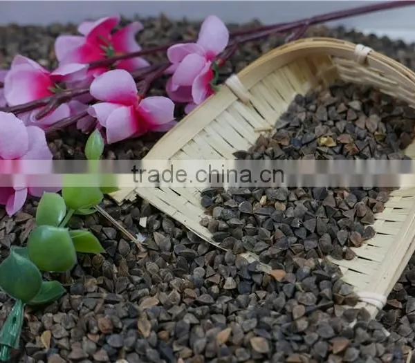 High Quality Raw Buckwheat Price photo-4
