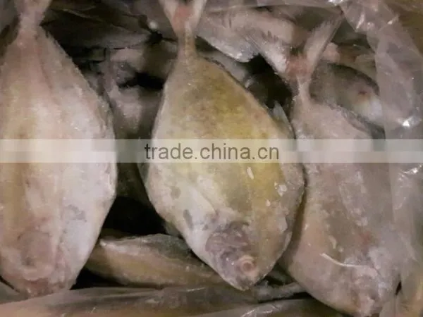 Frozen Black Pomfret Whole Round photo-2
