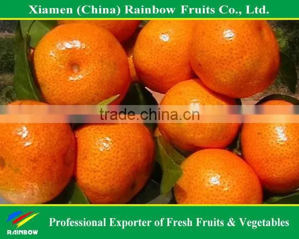 Fresh Satsuma Mandarin