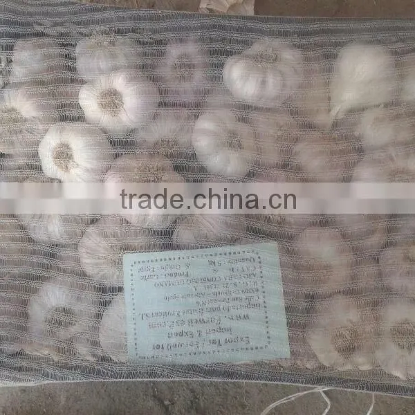 White Garlic photo-2