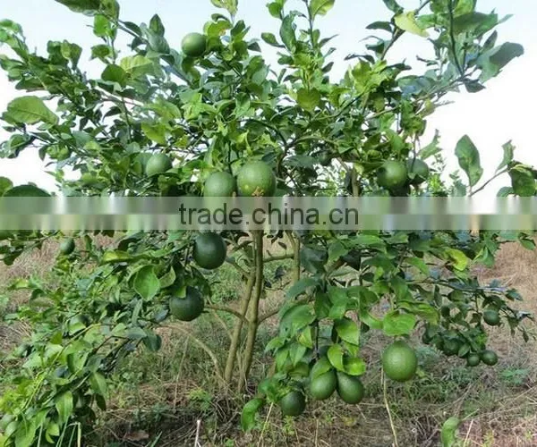 Fresh Gree Yellow Lemon Tree Seedling photo-5