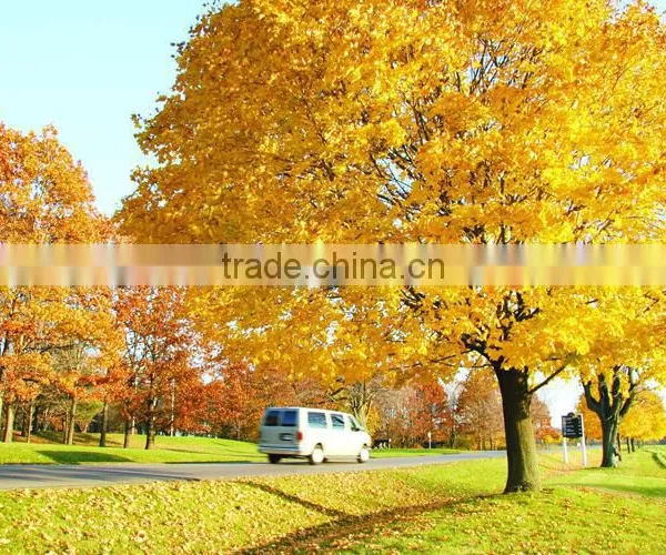 Sugar Maple Seedling photo-2