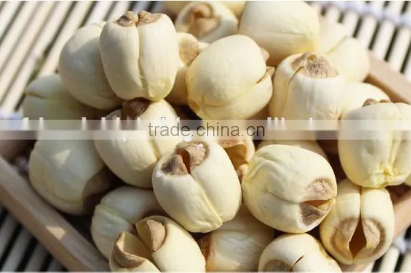 Nelumbo Nucifera Gaertn Lotus Nut Lotus Seeds photo-3