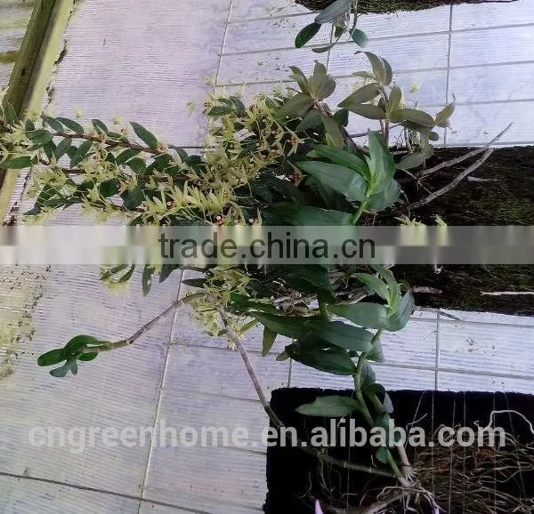 Dendrobium Offcinale Flask photo-5