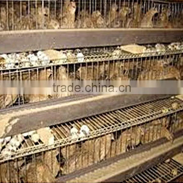 Layer Quail Cage for Sale & Layer Quail Cage for Poultry Farm Equipment