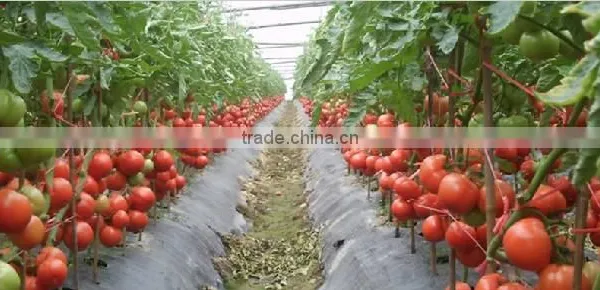 Banana And Tomato Binding Twine Spool Windering Machine photo-5