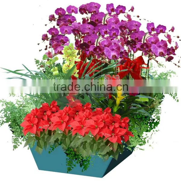 Indoor Decorative Flower Pots ,plastic Tree Pots Planters,planters Flower Pot Indoor Planters, Plastic Planters,table Pots photo-5