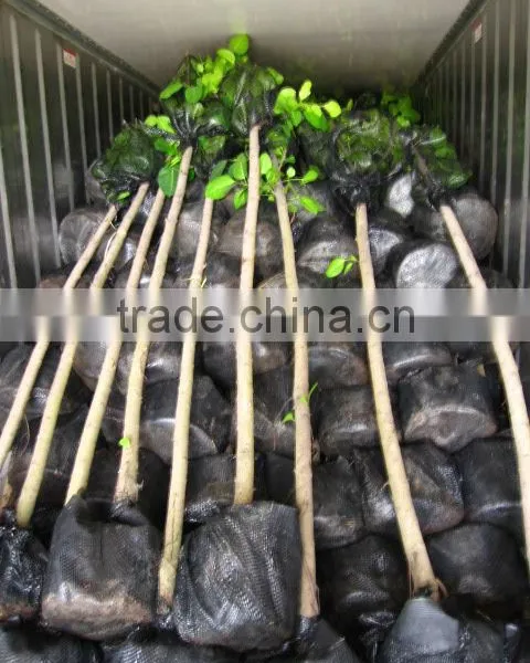 Ficus Altissima for Tropical Climate Garden Plants and Landscaping Trees photo-2