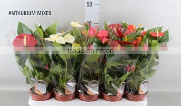ANTHURIUM MIXED