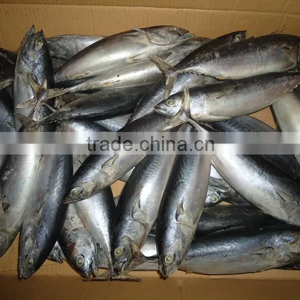 Frozen Seafood Bonito