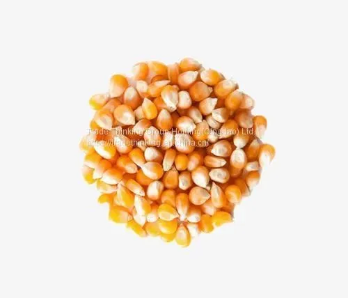 Pisingallo Corn