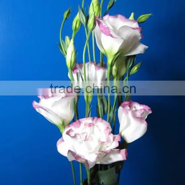 Good Quality Manufacture Eustomas High Quality photo-5