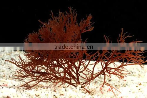 GRACILARIA Seaweed