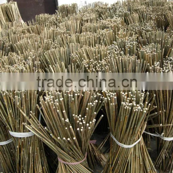 Bamboo Cane