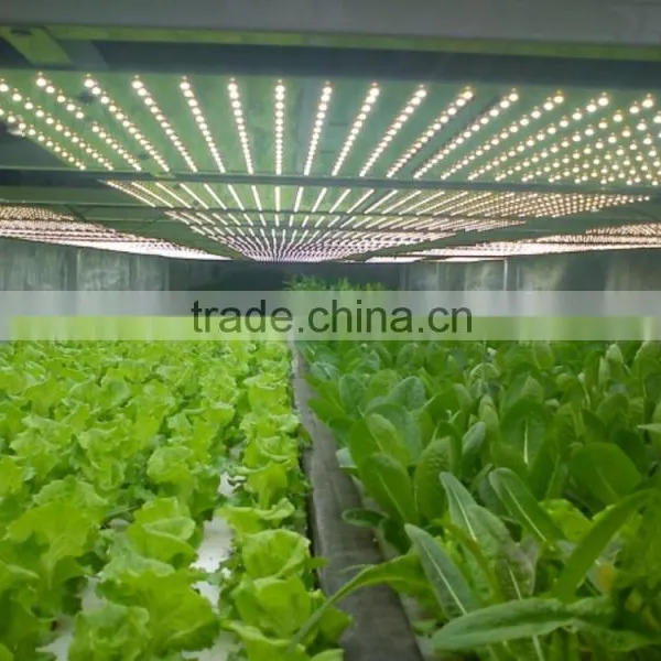 Shenzhen Factory Growing Lights LED 3w LED Grow Light for Growing photo-4