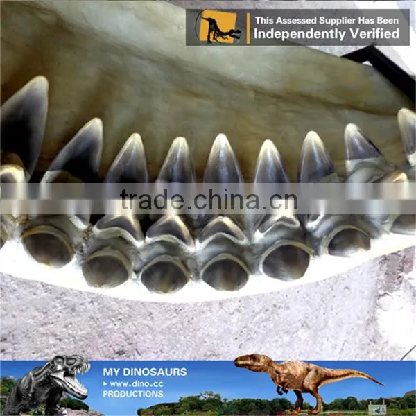MY DINO-O07 Museum Replica Life Size Marine Animal Skeleton Megalodon Jaws Fossil photo-2