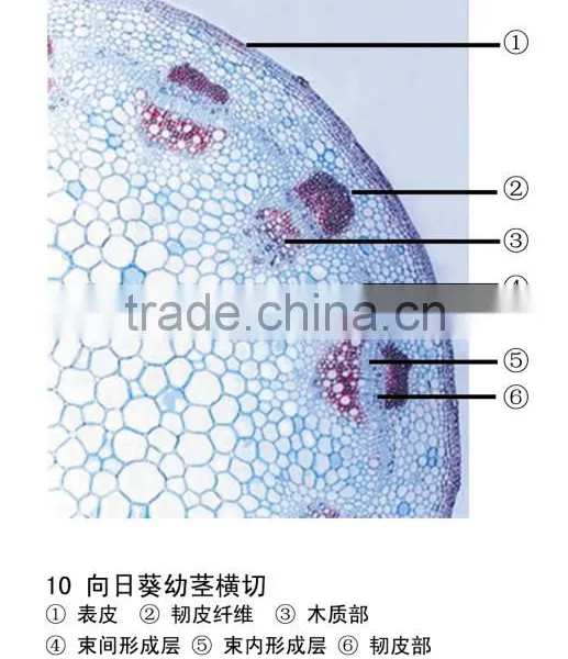 Microslide Zea Mays,Indonesia Microscope Glass Slide photo-2