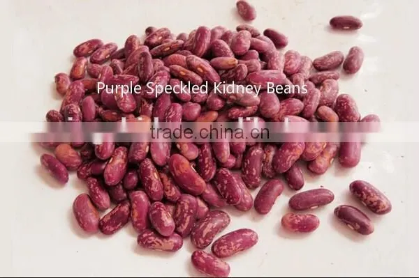 Large Black Speckled Kidney Beans New 2014 , Organic Black Speckled Kidney Beans photo-3