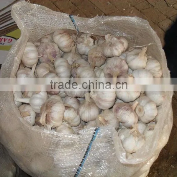 FRESH GARLIC