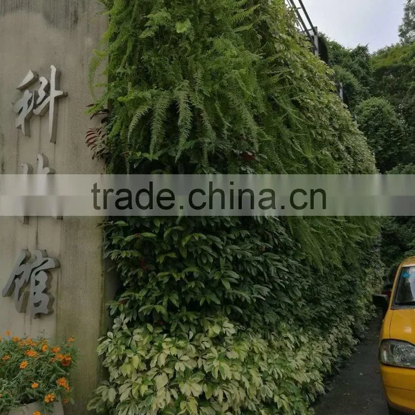 Vertical Ornamental Plants photo-3