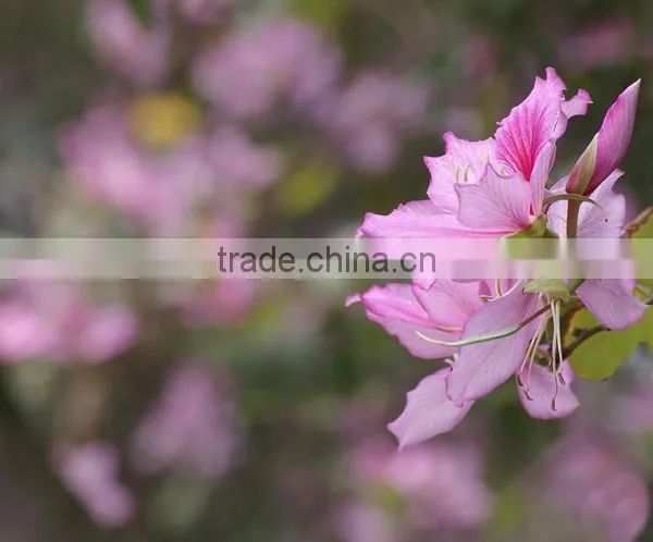 Bauhinia Variegata photo-2