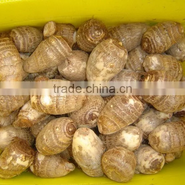 Fresh Taro photo-3