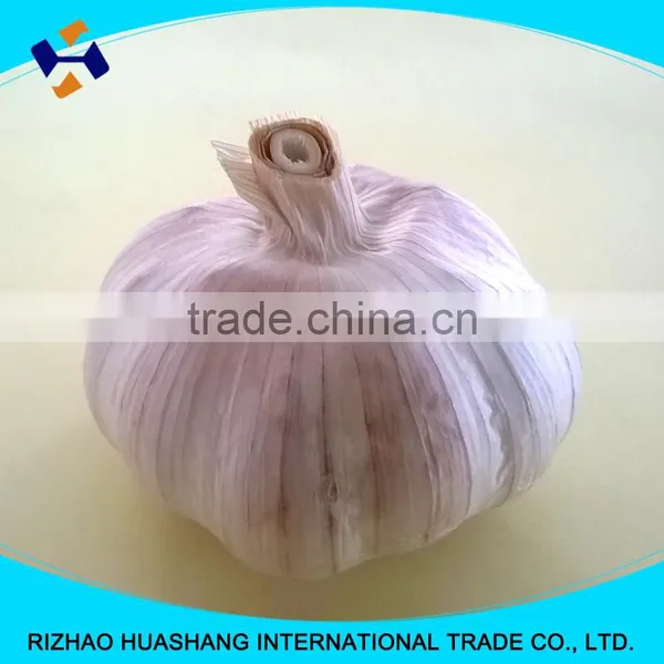 Red Fresh Garlic Size5.0cm photo-3