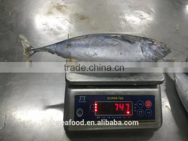 Seafood Supplier Taiwan Bonito 700g up photo-3