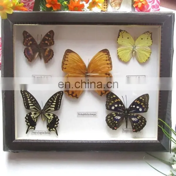 Foaming Frame Real Butterfly Frame Wholesale for Home Decoration Use 20*25cm