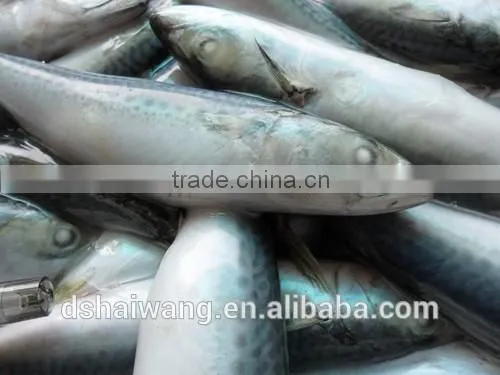 Frozen Seafood Pacific Macekerel Fish To Supply With Size - 80g / Pcs photo-2