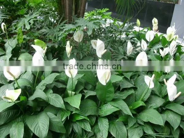 Real Touch Plastic Plant Artificial Spathi Phyllum photo-3