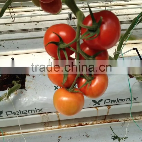 Tomato photo-6