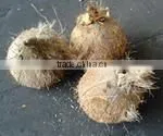High Quality Fresh Dehusked Coconuts