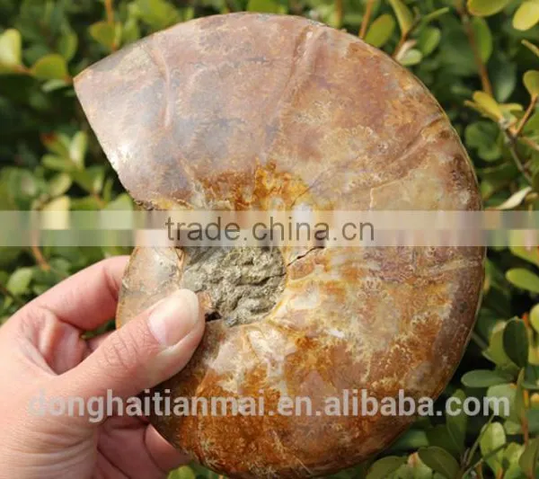 Wholesale Large Snail Fossils/Gemstone Jewelry/Gemstone Art Crafts photo-3