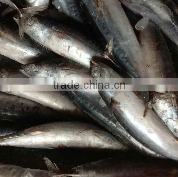 bonito fish